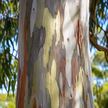 Corymbia maculata