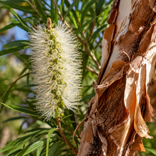 Melaleuca preissiana
