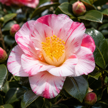 Camellia sasanqua Showa No Sakae