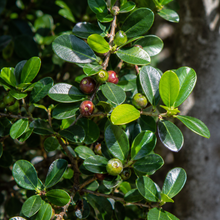 Ficus obliqua