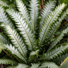 Blechnum gibbum Silver Lady
