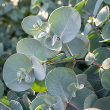 Eucalyptus cinerea