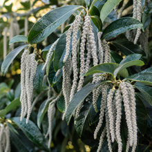 Garrya elliptica