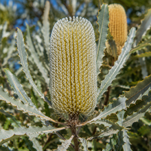 Banksia marginata
