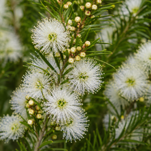 Melaleuca linariifolia Snowstorm