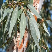 Eucalyptus cephalocarpa