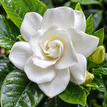 Gardenia Grandiflora Star