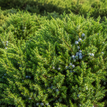 Juniperus conferta