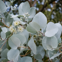 Eucalyptus pulverulenta