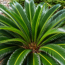 Cycas revoluta
