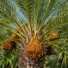 Phoenix reclinata