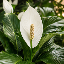 Spathiphyllum Sensation
