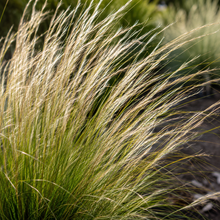 Austrostipa densiflora