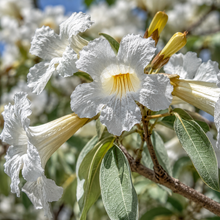 Tabebuia argentea