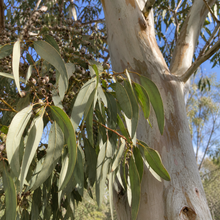 Eucalyptus victrix