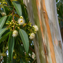 Angophora costata