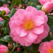 Camellia sasanqua Rose Ann