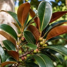Ficus rubiginosa