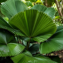 Licuala sallehana