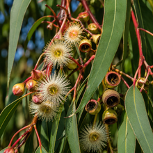 Eucalyptus camaldulensis