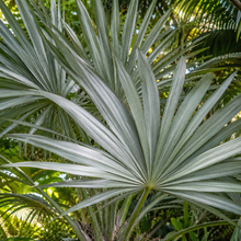 Cryosophila warscewiczii
