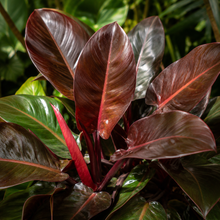 Philodendron Rojo Congo