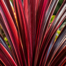 Cordyline australis Red Star