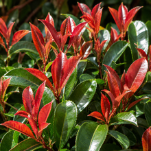 Photinia robusta