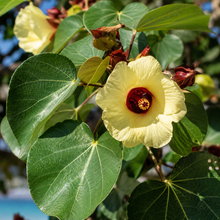 Hibiscus tiliaceus