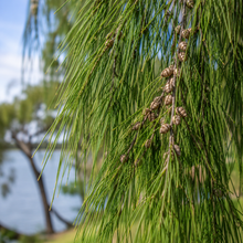 Casuarina cunninghamiana