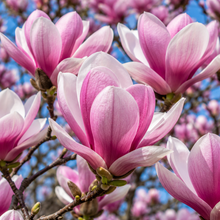 Magnolia x. soulangeana