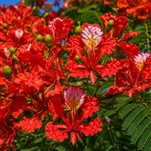 Delonix regia