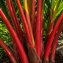 Dypsis lastelliana