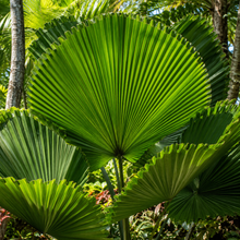 Licuala grandis