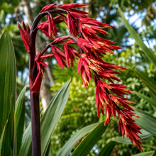 Doryanthes palmeri