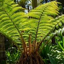 Cyathea australis