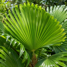 Livistona decora