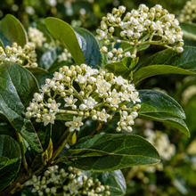 Viburnum suspensum