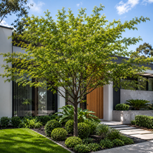 Ulmus parvifolia Chinese Elm