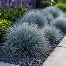 Festuca glauca