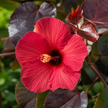 Hibiscus tiliaceus Rubra