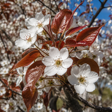 Pyrus calleryana Red Spire