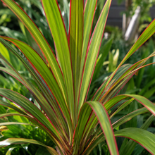 Pandanus utilis Red Edge