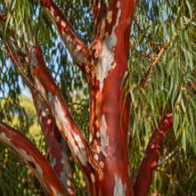 Eucalyptus tricarpa