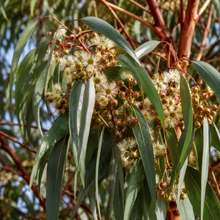 Eucalyptus polyanthemos
