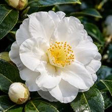 Camellia sasanqua Pure Silk