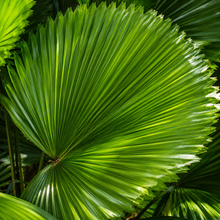 Licuala ramsayi