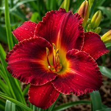 Hemerocallis Stella Rouge