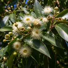 Lophostemon confertus
