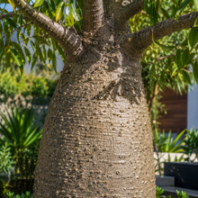 Brachychiton rupestris